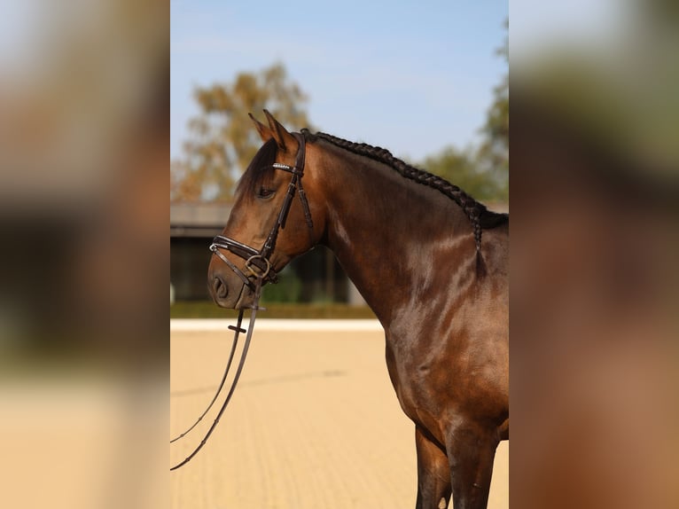 Lusitano Castrone 7 Anni 164 cm Baio scuro in Neu-Anspach