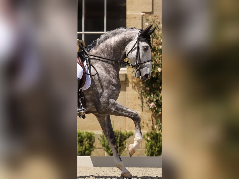 Lusitano Castrone 7 Anni 164 cm Grigio pezzato in Port Sainte Foy et Ponchapt