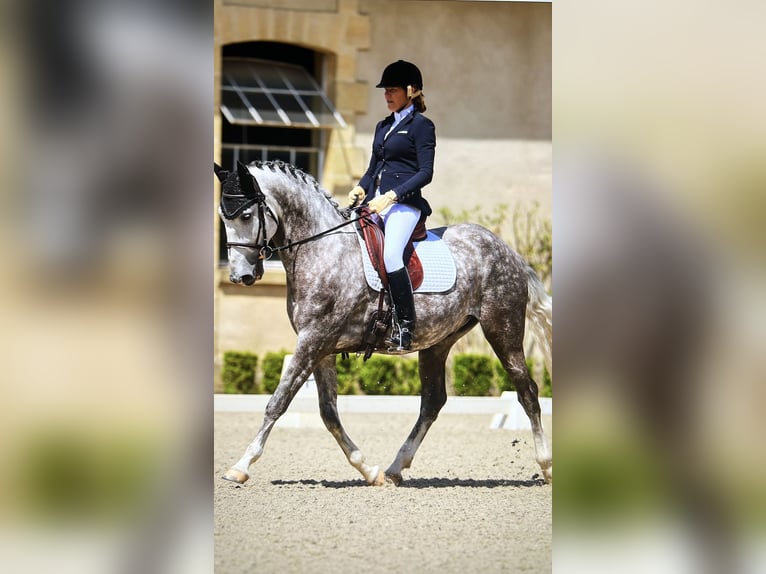 Lusitano Castrone 7 Anni 164 cm Grigio pezzato in Port Sainte Foy et Ponchapt