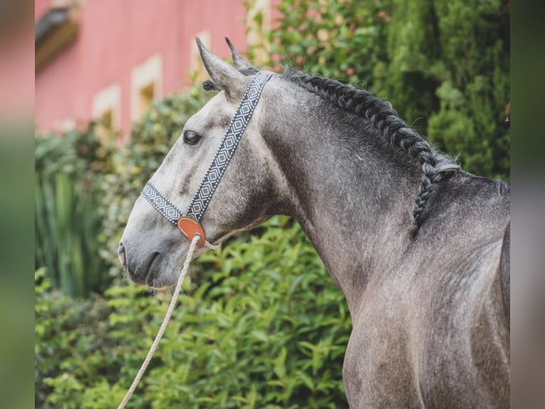 Lusitano Castrone 7 Anni 164 cm Grigio pezzato in Port Sainte Foy et Ponchapt