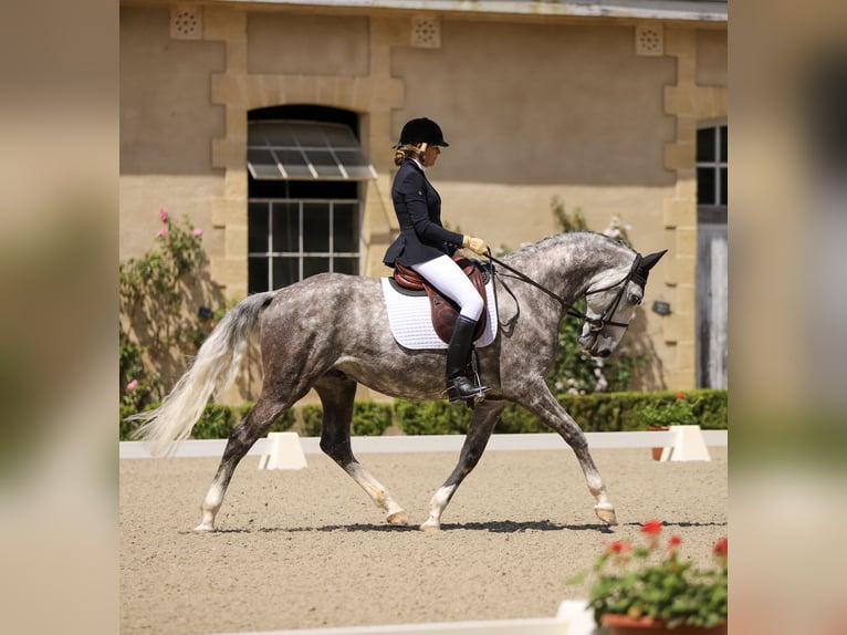 Lusitano Castrone 7 Anni 164 cm Grigio pezzato in Port Sainte Foy et Ponchapt