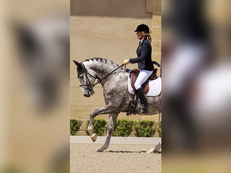 Lusitano Castrone 7 Anni 164 cm Grigio pezzato in Port Sainte Foy et Ponchapt