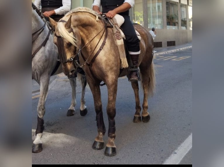 Lusitano Mix Castrone 7 Anni 164 cm Pearl in Chelva