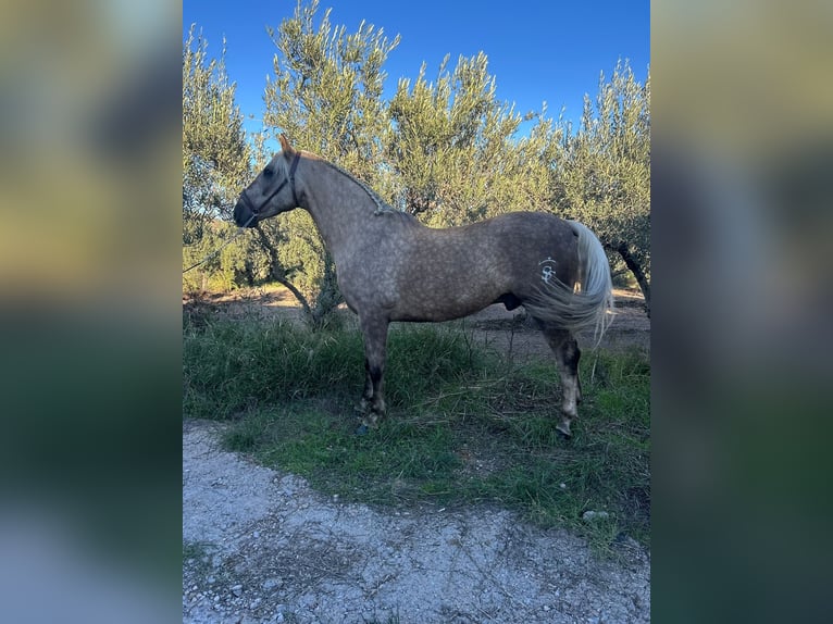 Lusitano Mix Castrone 7 Anni 164 cm Pearl in Chelva