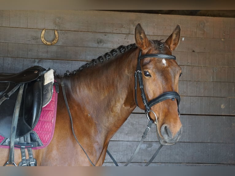 Lusitano Castrone 7 Anni 165 cm Baio in Vale de Janelas