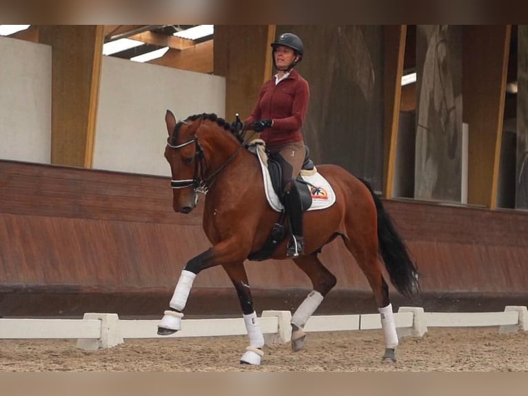 Lusitano Castrone 7 Anni 165 cm Baio in Lisabon