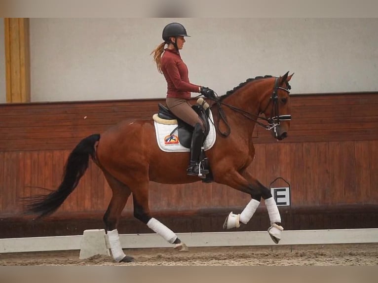 Lusitano Castrone 7 Anni 165 cm Baio in Lisabon