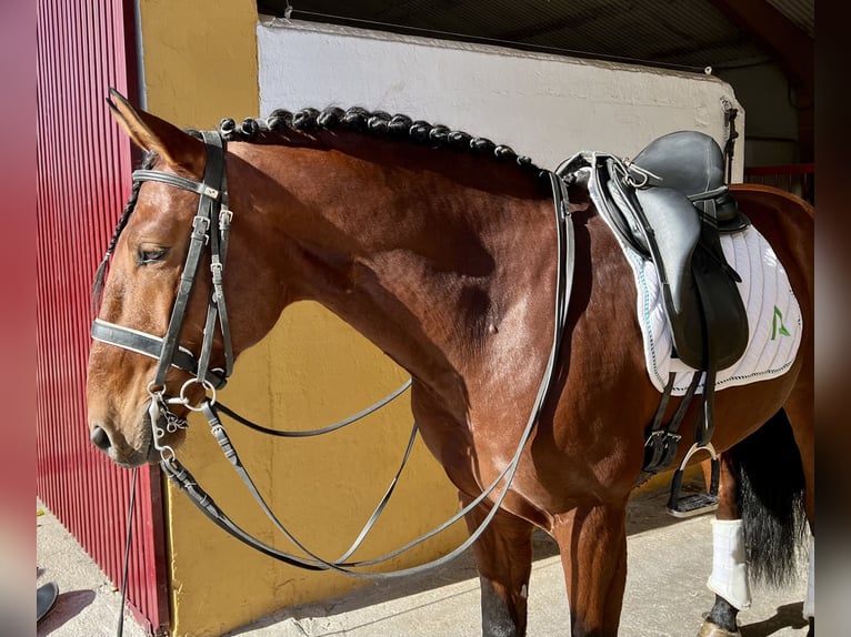 Lusitano Castrone 7 Anni 165 cm Baio ciliegia in Espirdo