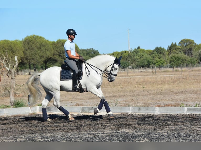 Lusitano Castrone 7 Anni 165 cm Grigio in Agua Derramada