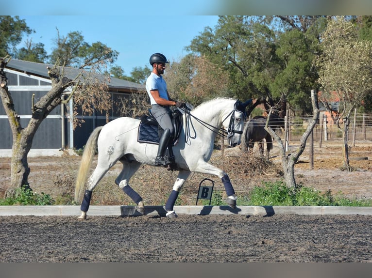 Lusitano Castrone 7 Anni 165 cm Grigio in Agua Derramada