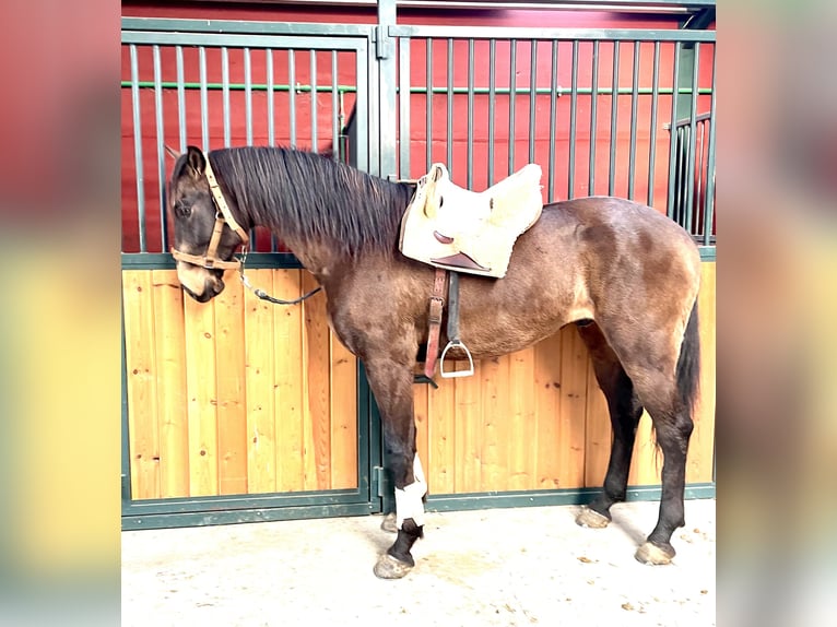 Lusitano Castrone 7 Anni 166 cm Baio in Coca