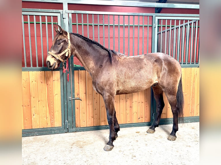 Lusitano Castrone 7 Anni 166 cm Baio in Coca