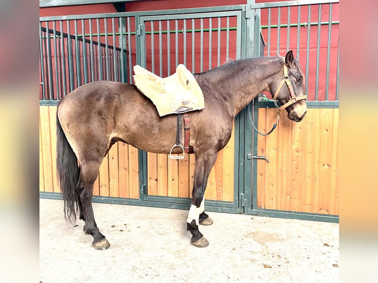 Lusitano Castrone 7 Anni 166 cm Baio in Coca