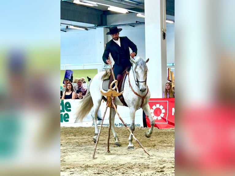 Lusitano Mix Castrone 7 Anni 168 cm Grigio in Bad Leonfelden