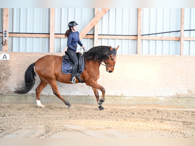 Lusitano Castrone 7 Anni 170 cm Baio in Sassenburg