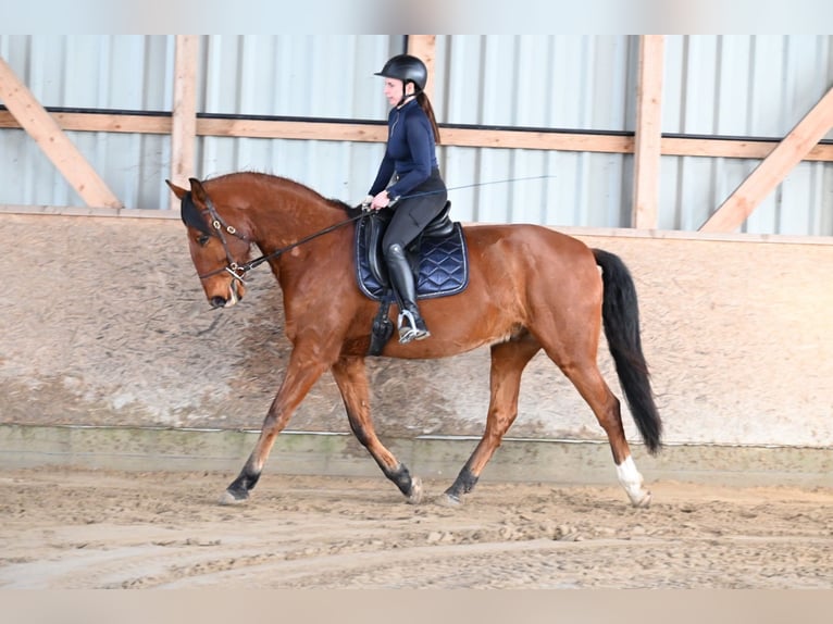 Lusitano Castrone 7 Anni 170 cm Baio in Sassenburg