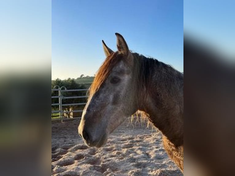 Lusitano Castrone 8 Anni 150 cm Falbo in Santarém