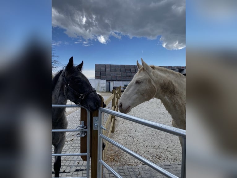 Lusitano Castrone 8 Anni 152 cm Cremello in Gerasdorf bei Wien