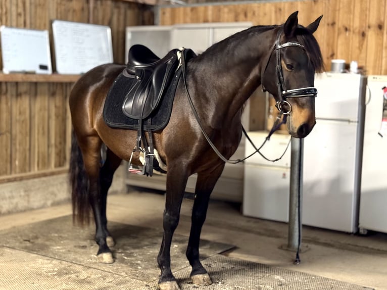 Lusitano Castrone 8 Anni 153 cm Baio scuro in Vendres