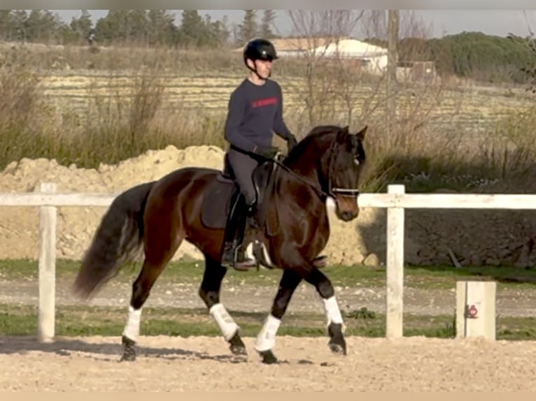 Lusitano Castrone 8 Anni 153 cm Baio scuro in Vendres