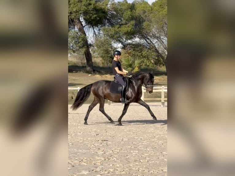 Lusitano Castrone 8 Anni 153 cm Baio scuro in Vendres