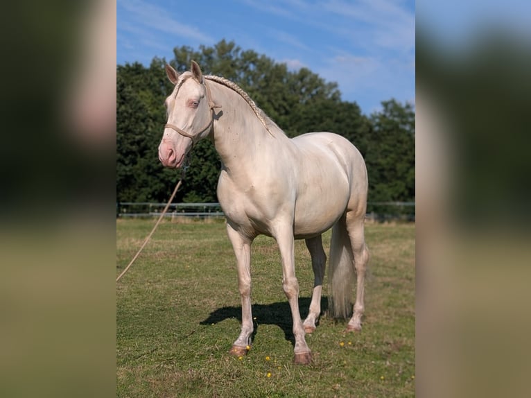 Lusitano Mix Castrone 8 Anni 155 cm Cremello in Hille