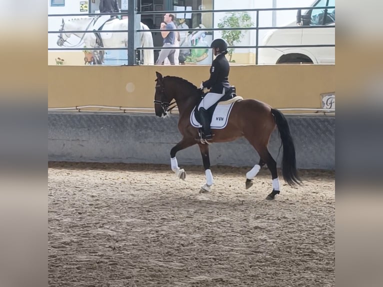 Lusitano Castrone 8 Anni 157 cm Baio in Setúbal