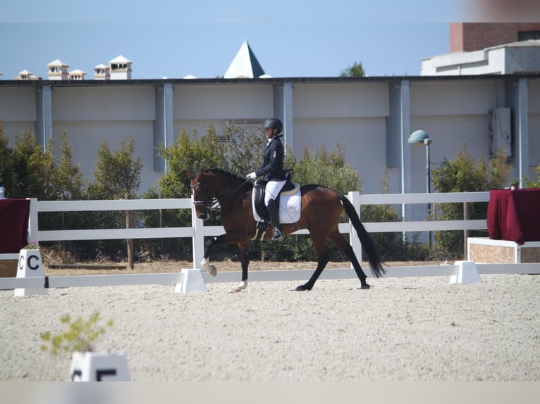 Lusitano Castrone 8 Anni 157 cm Baio in Setúbal