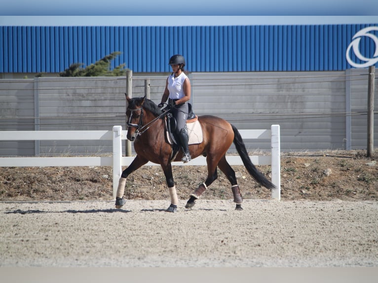 Lusitano Castrone 8 Anni 157 cm Baio in Setúbal