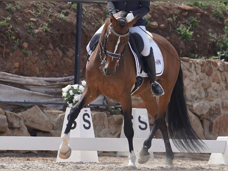 Lusitano Castrone 8 Anni 157 cm Baio in Setúbal