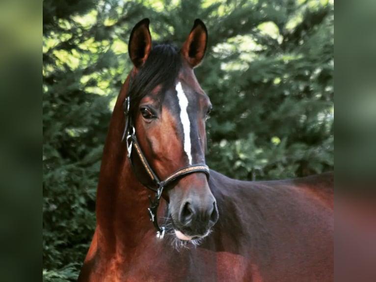 Lusitano Castrone 8 Anni 157 cm Baio in Setúbal