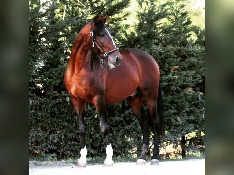 Lusitano Castrone 8 Anni 157 cm Baio in Setúbal