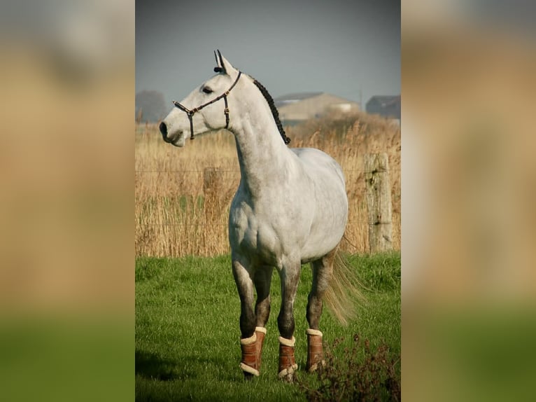 Lusitano Mix Castrone 8 Anni 158 cm Grigio in Bredene