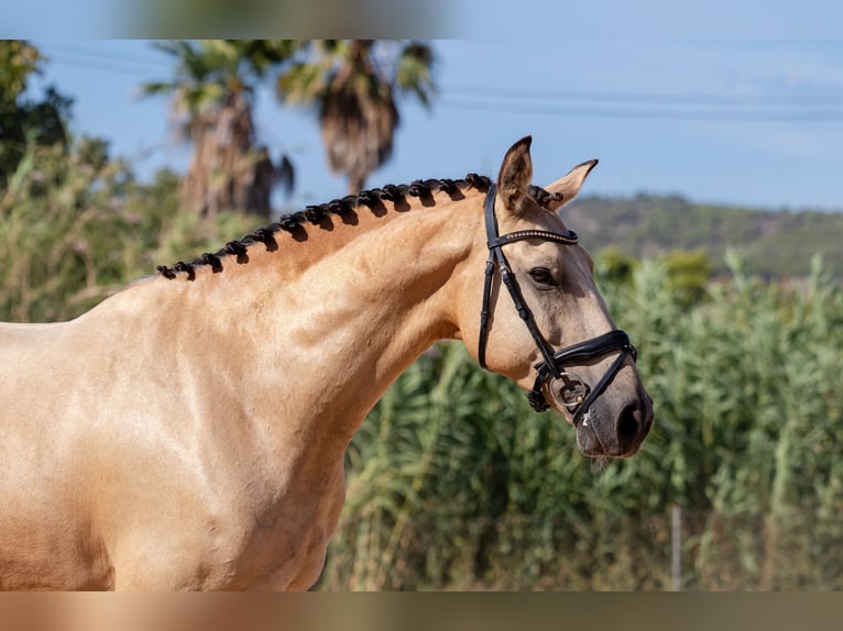 Lusitano Castrone 8 Anni 158 cm Pelle di daino in Calvia