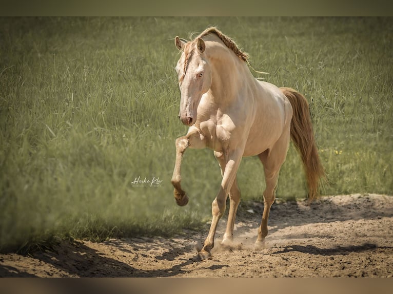 Lusitano Castrone 8 Anni 159 cm Perlino in Groß-Umstadt