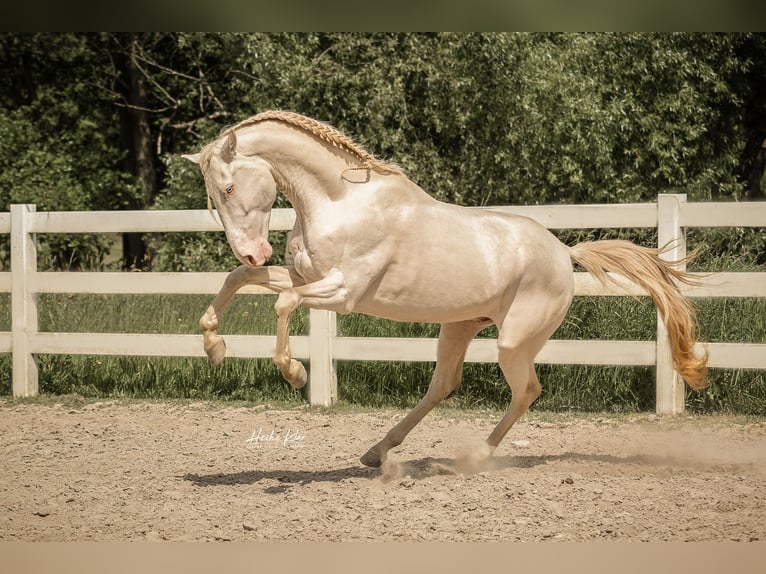 Lusitano Castrone 8 Anni 159 cm Perlino in Groß-Umstadt