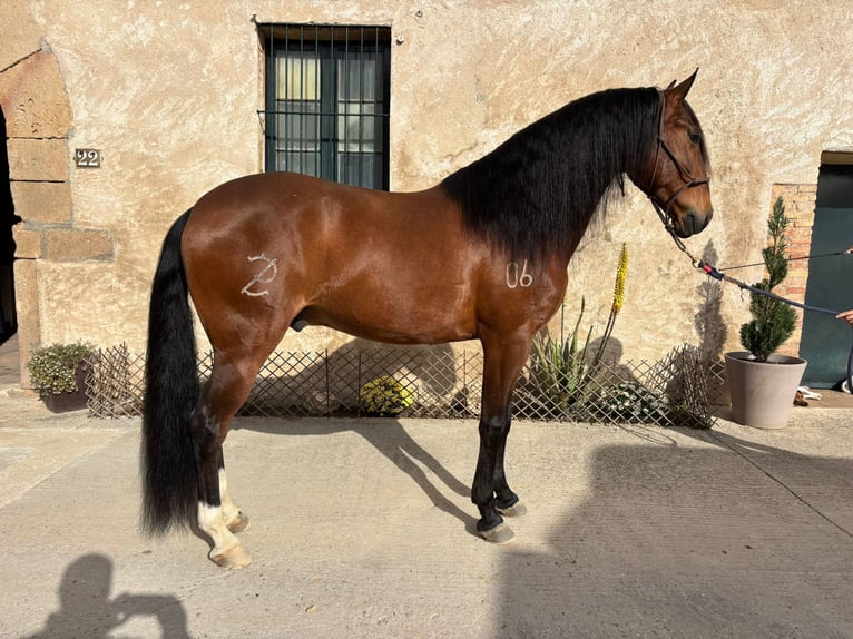 Lusitano Castrone 8 Anni 160 cm Baio in Hamburg