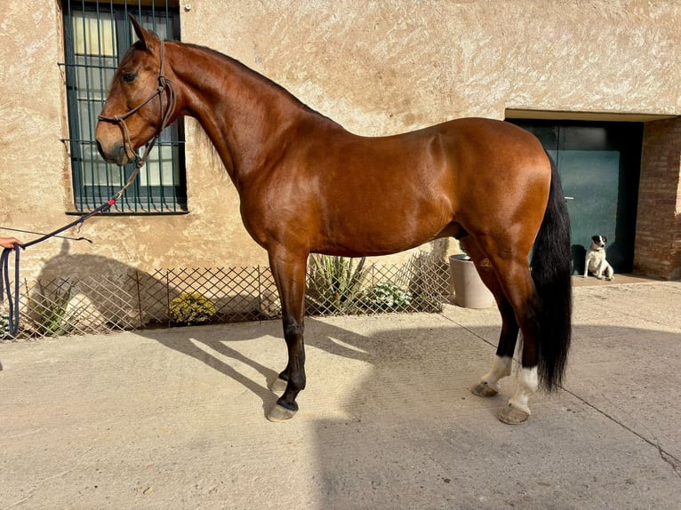 Lusitano Castrone 8 Anni 160 cm Baio in Hamburg