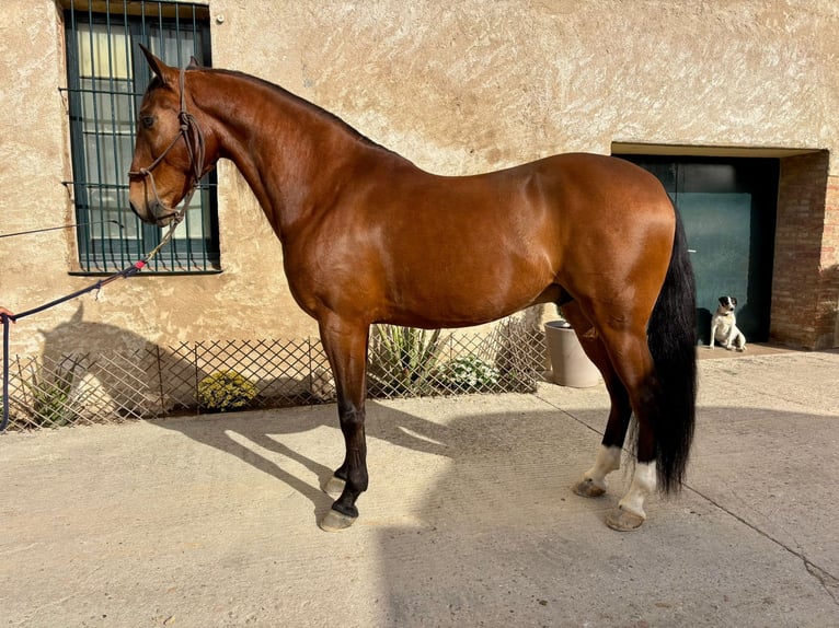 Lusitano Castrone 8 Anni 160 cm Baio in Hamburg