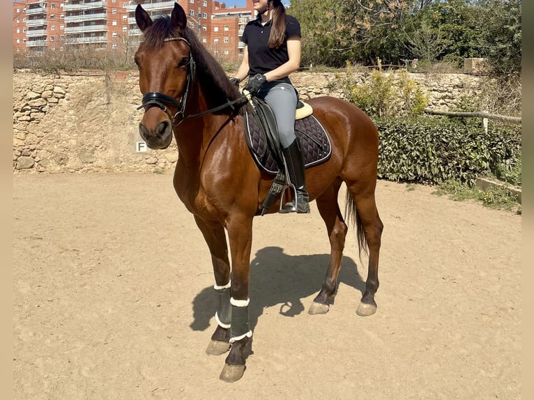 Lusitano Mix Castrone 8 Anni 160 cm Baio in Reus