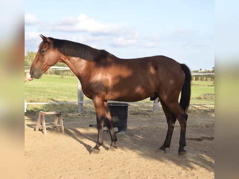 Lusitano Mix Castrone 8 Anni 160 cm Baio in Reus