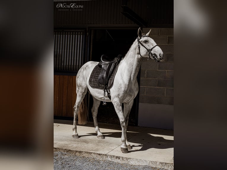 Lusitano Castrone 8 Anni 160 cm Grigio in São Teotónio