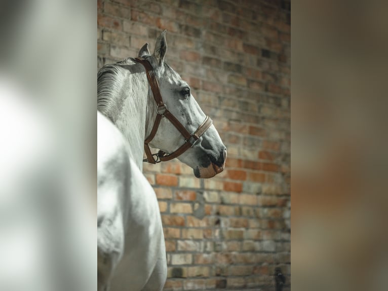 Lusitano Mix Castrone 8 Anni 160 cm Grigio in Wustrau