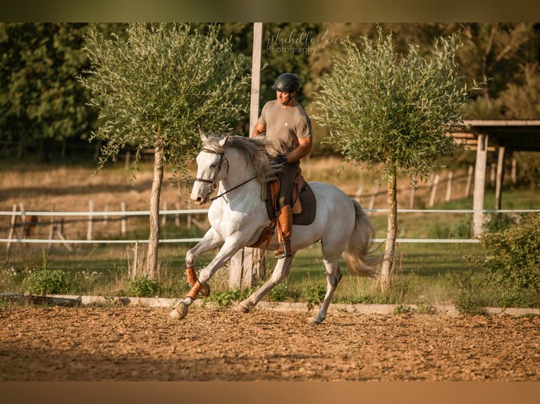 Lusitano Mix Castrone 8 Anni 160 cm Grigio in Wustrau