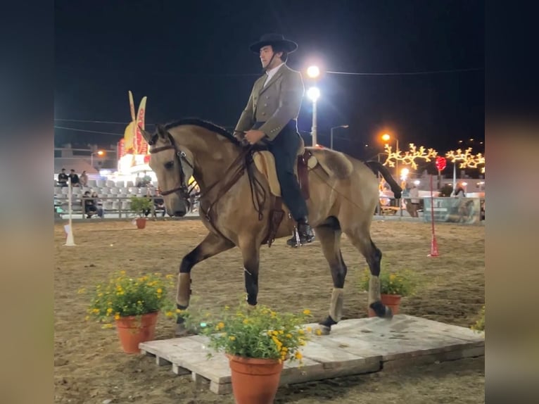 Lusitano Castrone 8 Anni 160 cm Pelle di daino in Rio-Maior