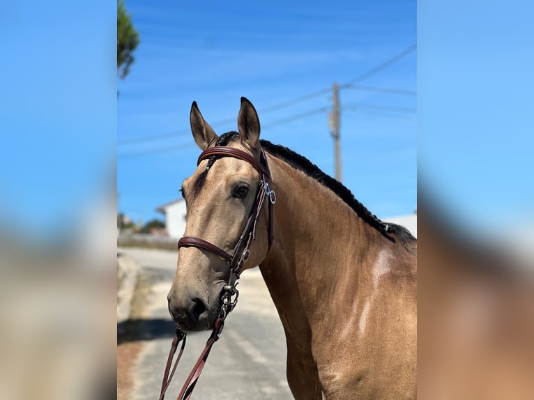 Lusitano Castrone 8 Anni 160 cm Pelle di daino in Rio-Maior