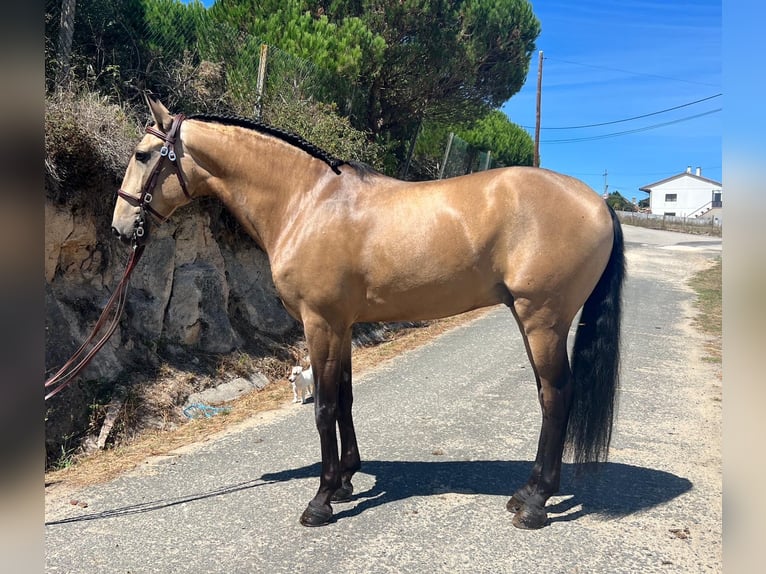 Lusitano Castrone 8 Anni 160 cm Pelle di daino in Rio-Maior