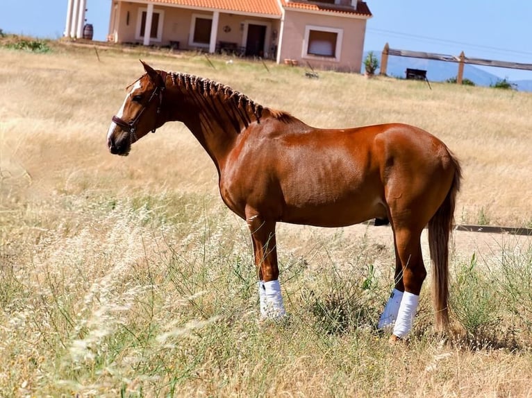 Lusitano Castrone 8 Anni 160 cm Sauro in Navas Del Madroño