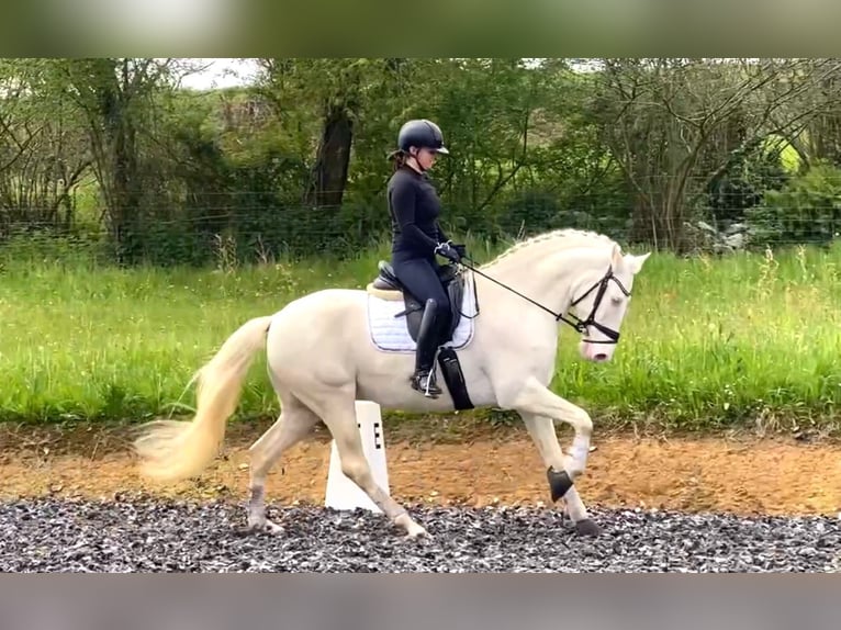 Lusitano Castrone 8 Anni 161 cm in Santander