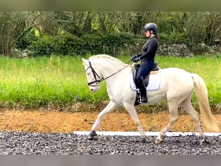 Lusitano Castrone 8 Anni 161 cm in Santander